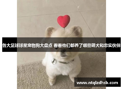 各大足球球星宠物狗大盘点 看看他们都养了哪些萌犬和忠实伙伴